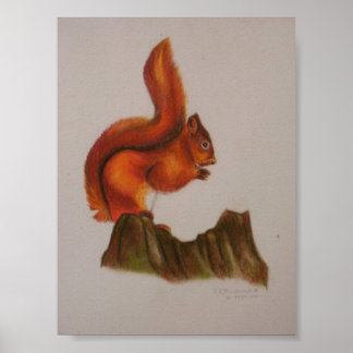 Red Squirrel Skriv ut Poster