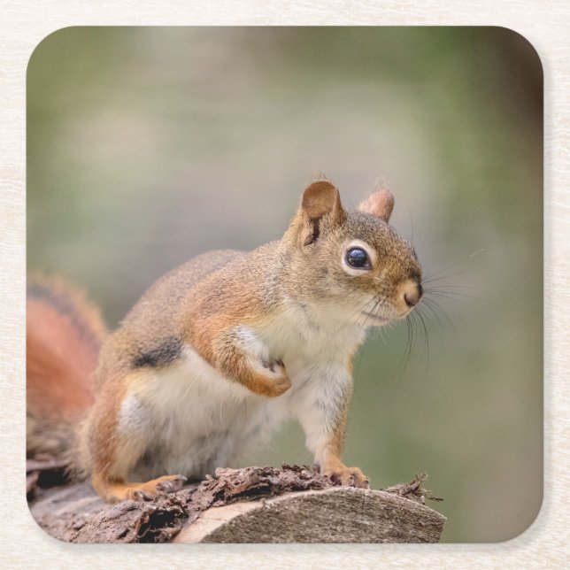 Red Squirrel Underlägg Papper Kvadrat (Framsidan)