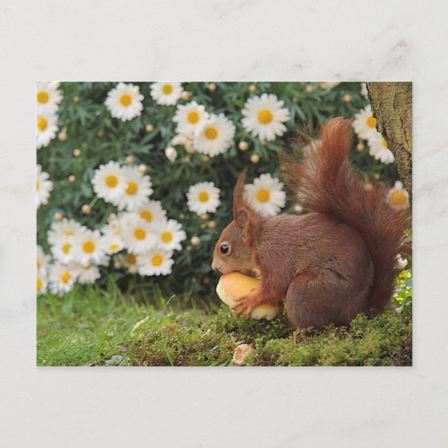 Red Squirrel Vykort (Framsida)
