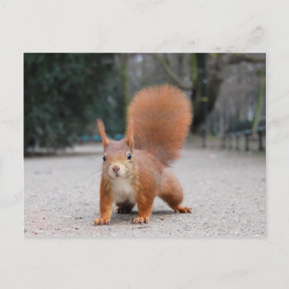 Red Squirrel Vykort
