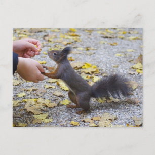 Red Squirrel Vykort