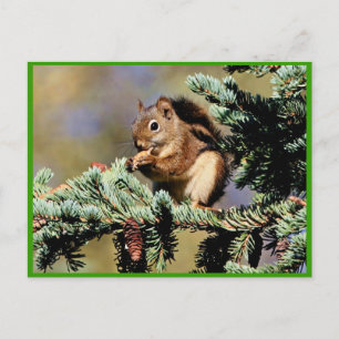 Red Squirrel Vykort