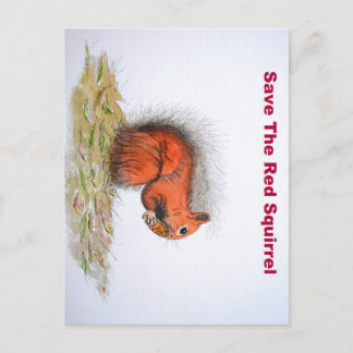 Red Squirrel Vykort