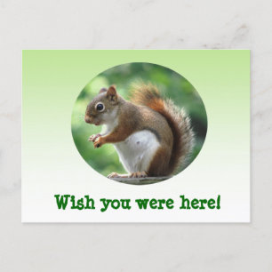 Red Squirrel Vykort