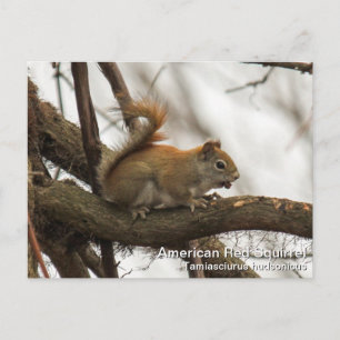 Red Squirrel Vykort