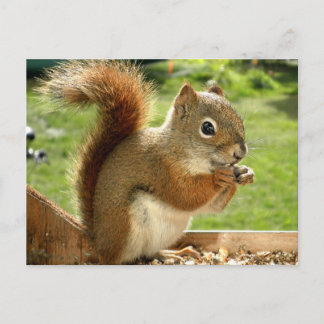 Red Squirrel Vykort