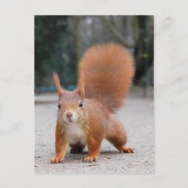 Red Squirrel Vykort (Framsida)