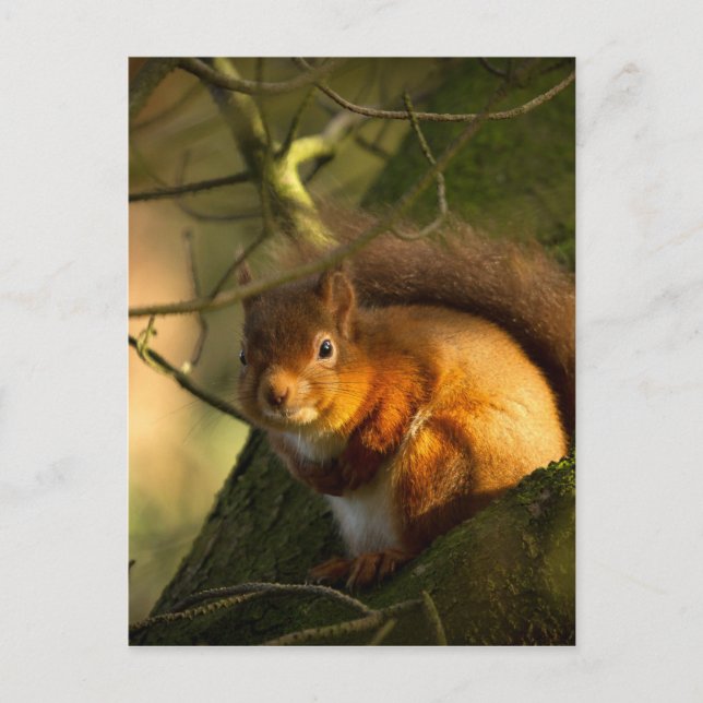 Red Squirrel Vykort (Framsida)