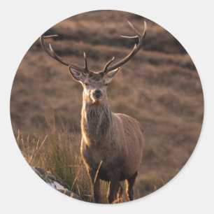 Red Stag Stickers Runt Klistermärke