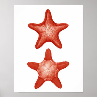 Red Starfish no.2 Nautical Wall Art Decor Print Poster