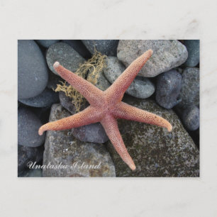 Red Starfish, Unalaska Island Vykort