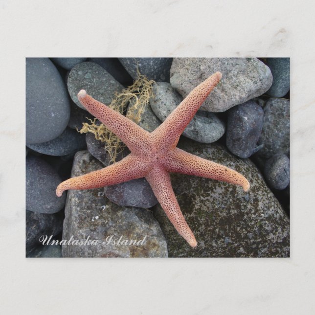 Red Starfish, Unalaska Island Vykort (Framsida)
