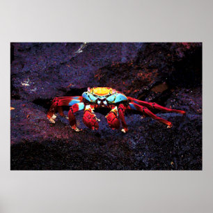 Red Sten Crab Poster