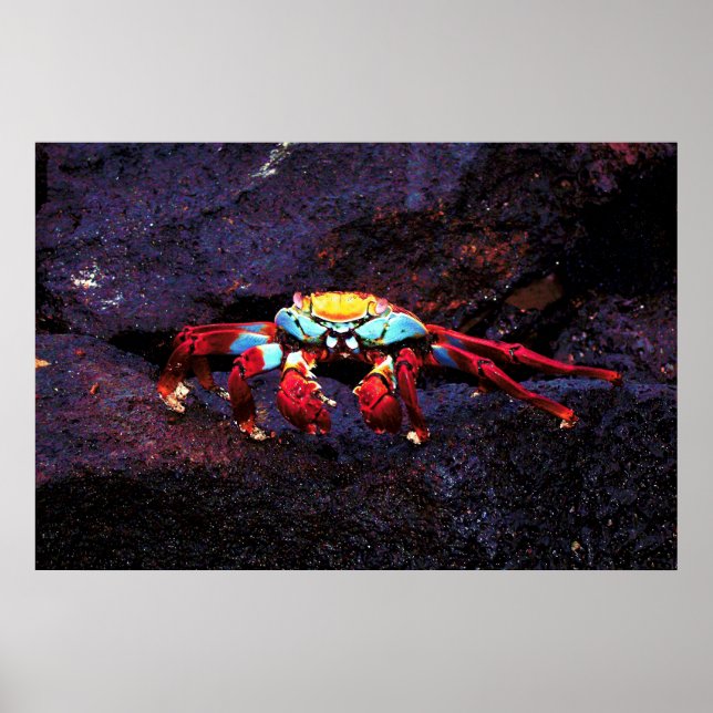 Red Sten Crab Poster (Framsidan)