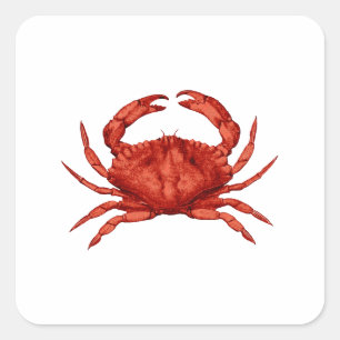 Red Sten Crab (Stillahavsområdet) Fyrkantigt Klistermärke