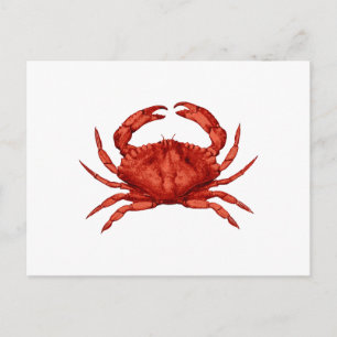 Red Sten Crab (Stillahavsområdet) Vykort