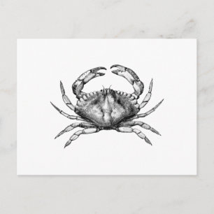 Red Sten Crab (Stillahavsområdet) Vykort