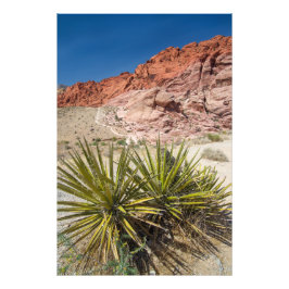 Red Sten Desert Plant Fototryck
