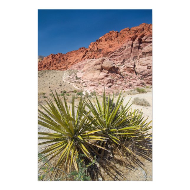 Red Sten Desert Plant Fototryck (Framsidan)
