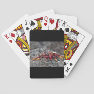 Red sten krabba casinokort