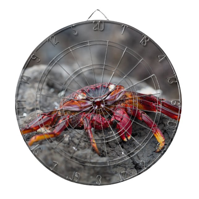 Red sten krabba darttavla (Framsidan)