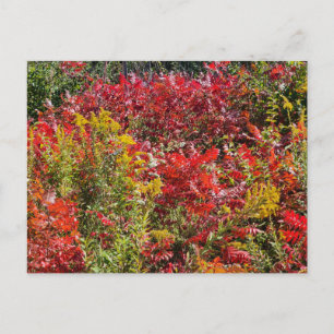 Red Sumac på hösten Vykort