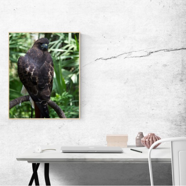 Red Svan Hawk Bird Photo Poster (A poster of a red tail hawk bird posing on a branch)