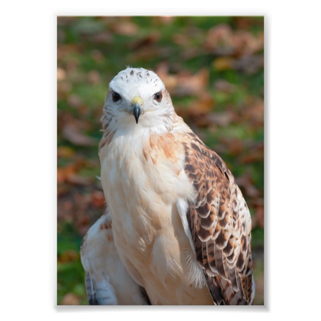 Red Svan Hawk Closeup Fototryck (Framsidan)