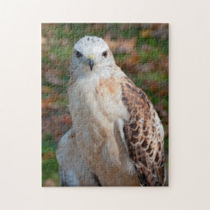 Red Svan Hawk Closeup Pussel