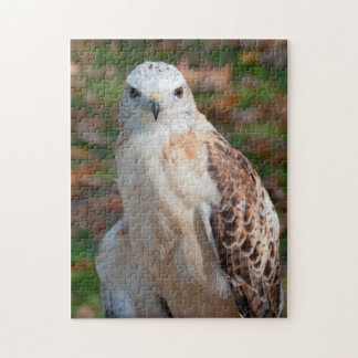 Red Svan Hawk Closeup Pussel