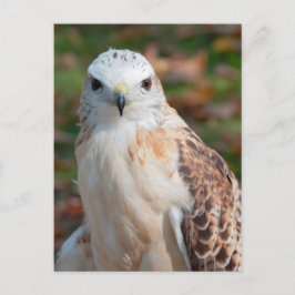 Red Svan Hawk Closeup Vykort