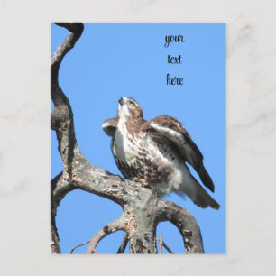 Red Svan Hawk, fåglar av Ber Vykort