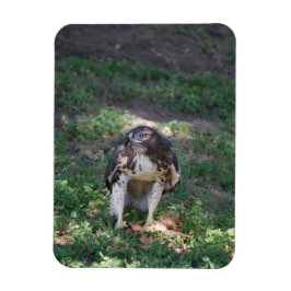 Red Svan Hawk Magnet
