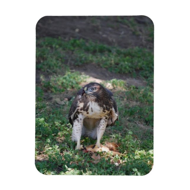 Red Svan Hawk Magnet (Vertikal)