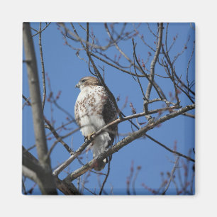 Red svan hawk magnet
