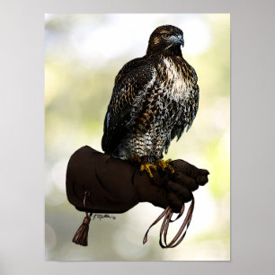 Red-svan Hawk på handsken Poster