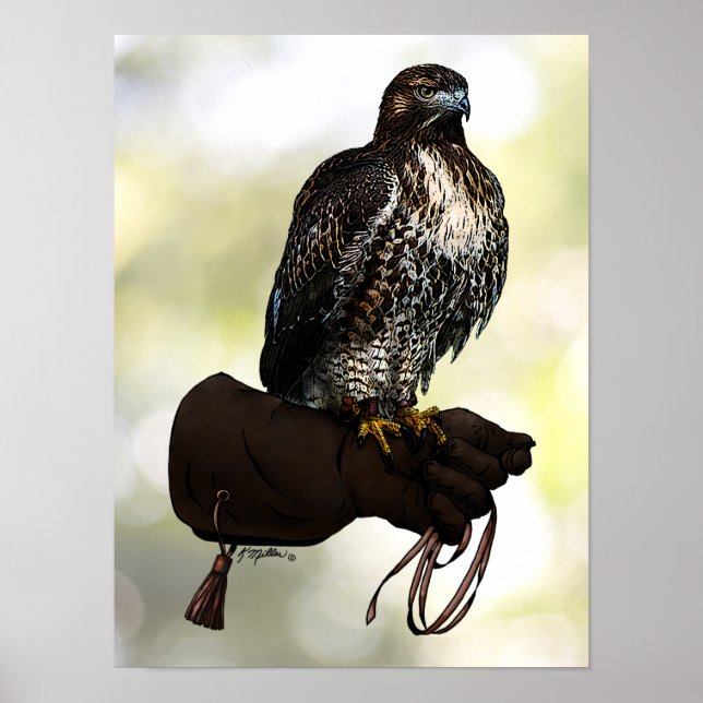 Red-svan Hawk på handsken Poster (Framsidan)