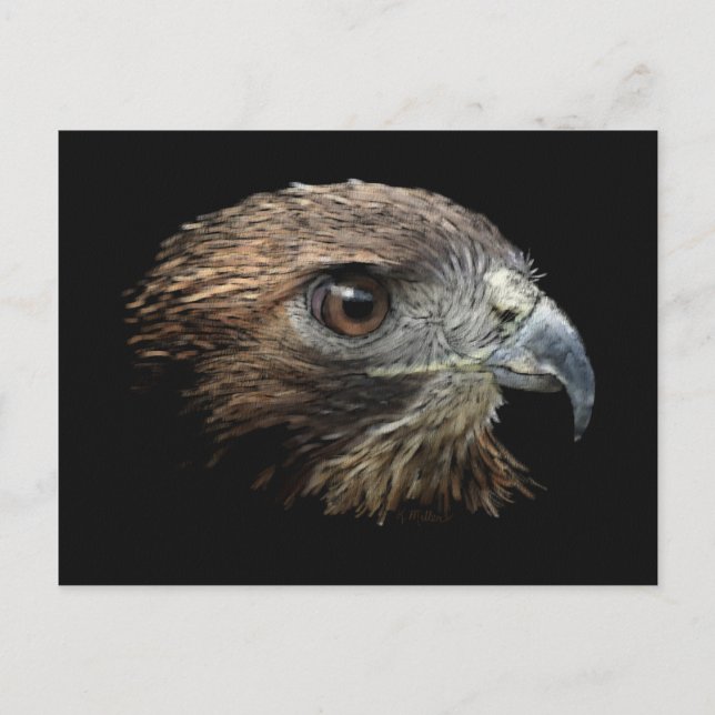 Red-svan Hawk pastel Postcard Vykort (Framsida)