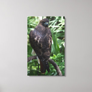 Red Svan Hawk Photograph Wrapped Canvas
