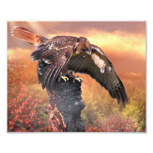 RED SVAN HAWK TOUCHDOWN FOTOTRYCK