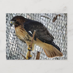 Red Svan Hawk Vykort