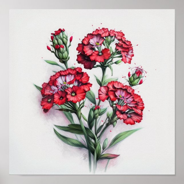 Red Sweet William Flower Art Print Poster (Framsidan)