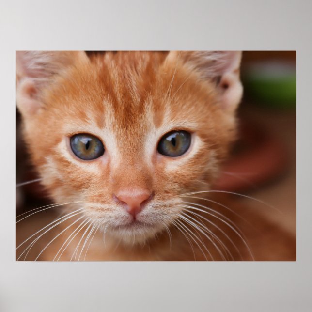 Red Tabby Kitten Poster (Framsidan)