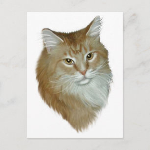 Red Tabby Maine Coon Vykort