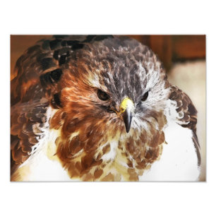 RED TAILED HAWK FOTOTRYCK