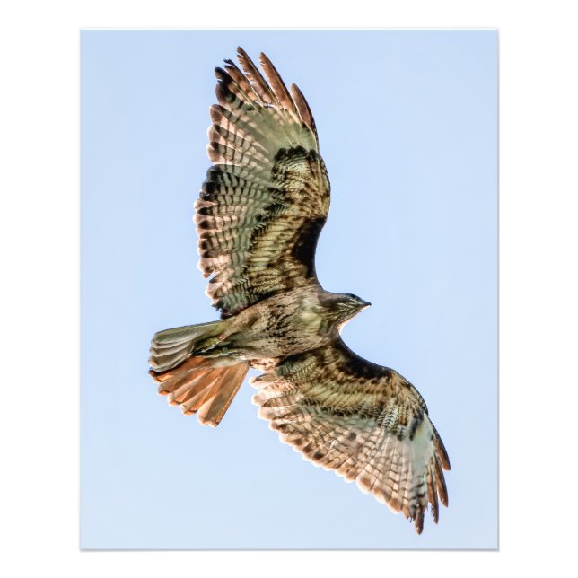 Red-Tailed Hawk in Flight – Wildlife Wall Art Fototryck (Framsidan)