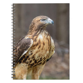 Red-tailed hawk in the Hudson Valley Anteckningsbok