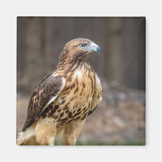 Red-tailed hawk in the Hudson Valley Magnet (Framsidan)