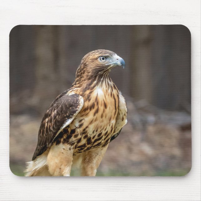 Red-tailed hawk in the Hudson Valley Musmatta (Framsidan)