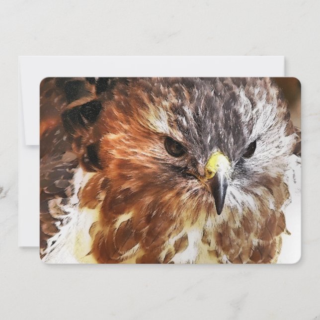 RED TAILED HAWK-inbjudan (Framsida)